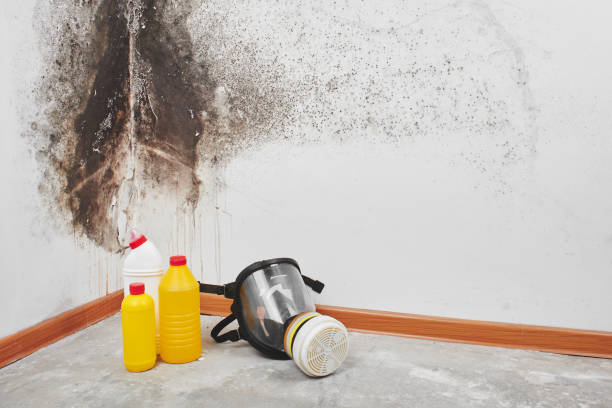 Best Mold Testing  in Fairview, UT
