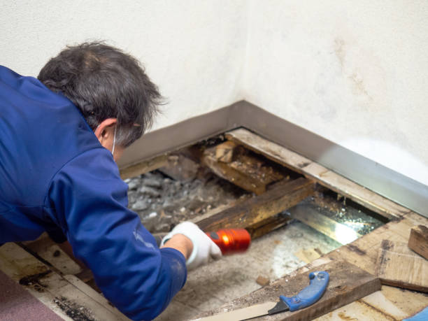 Best Professional Mold Removal  in Fairview, UT