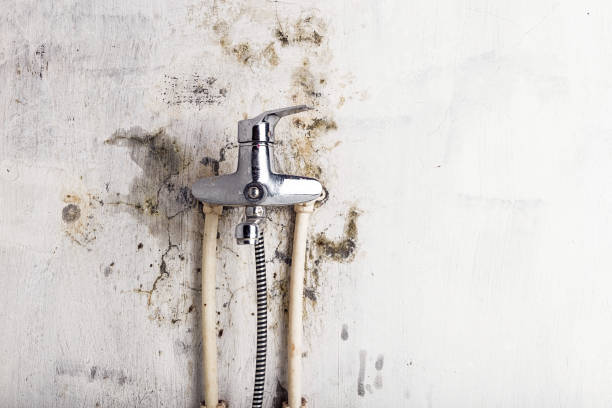 Best Toxic Mold Removal  in Fairview, UT
