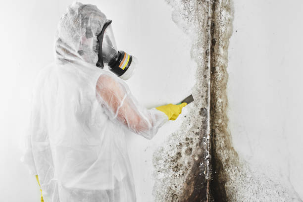 Best Commercial Mold Removal  in Fairview, UT