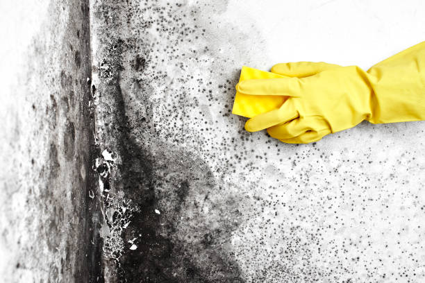 Trusted Fairview, UT Mold Removal Experts