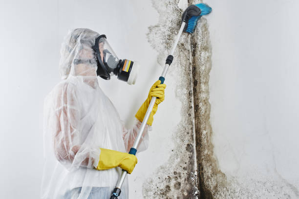 Best Professional Mold Removal  in Fairview, UT