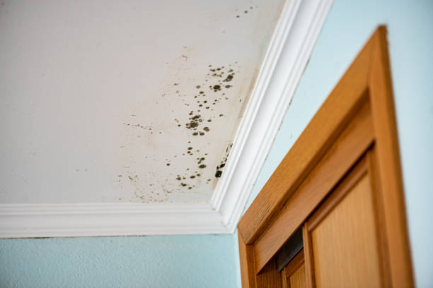 Best Mold Removal Near Me  in Fairview, UT