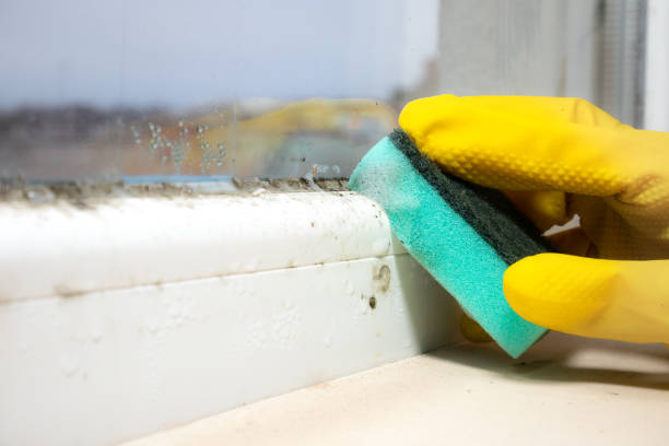 Best Crawl Space Mold Removal  in Fairview, UT