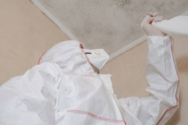 Best Mold Remediation  in Fairview, UT