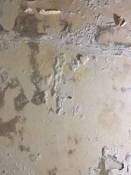 Best Affordable Mold Removal  in Fairview, UT