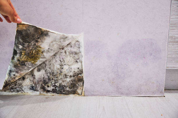 Best Attic Mold Removal  in Fairview, UT